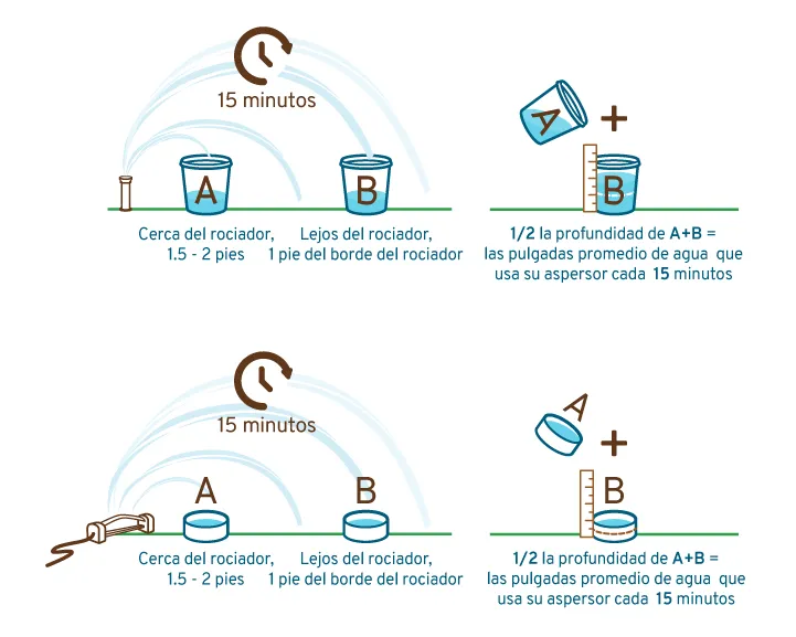 Illustrated steps to measure your sprinklers' water using watering gauges or tuna cans